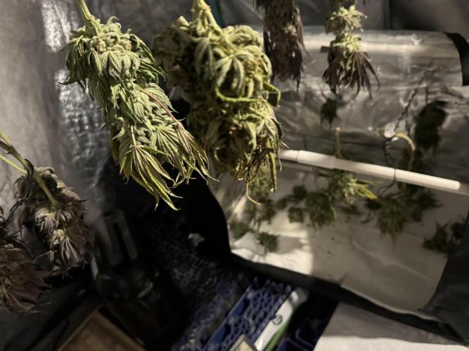 Sunset Sherbet Go Fast. Week 22