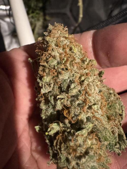 Sunset Sherbet Go Fast. Week 22