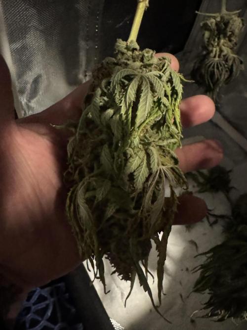 Sunset Sherbet Go Fast. Week 22