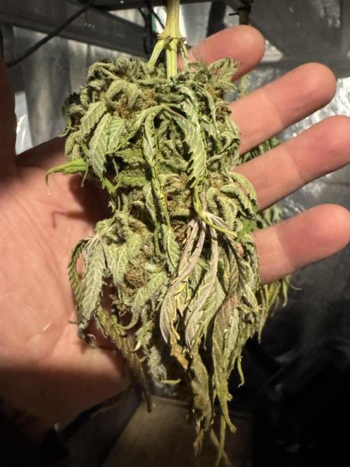 Sunset Sherbet Go Fast. Week 22