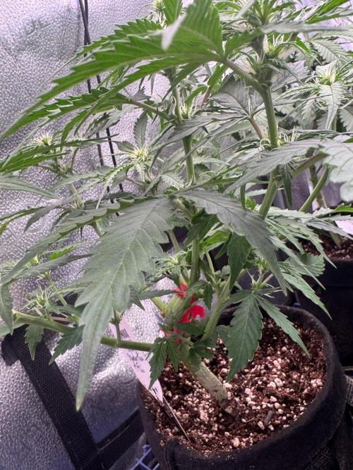 Strawberry Haze Auto. Week 6