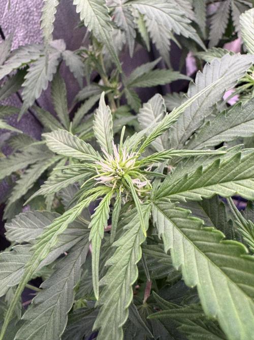 Strawberry Haze Auto. Week 6