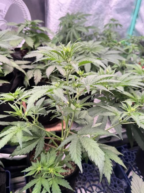 Auto Blueberry. Week 4