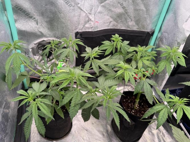 Sour Diesel . Week 6