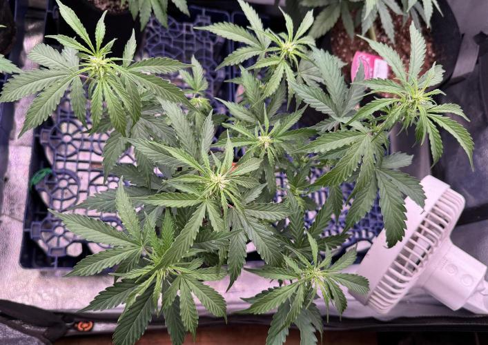Strawberry Haze Auto. Week 6