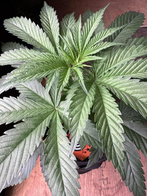 Candy Cream Go Fast. Week 4
