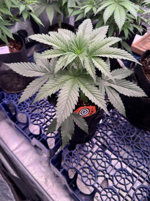 Candy Cream Go Fast. Week 4