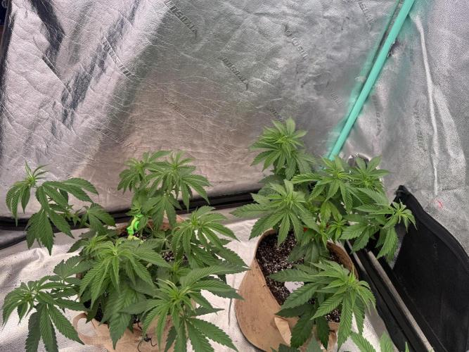 Sour Diesel . Week 7