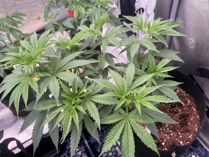 MacNcheese. Week 7