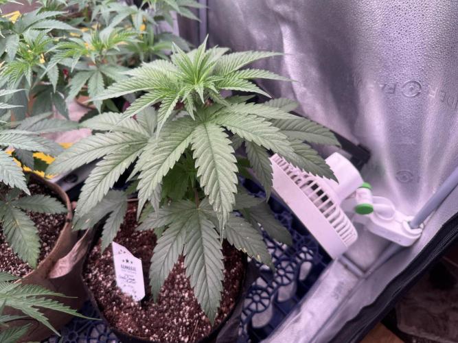 Candy Cream Go Fast. Week 4