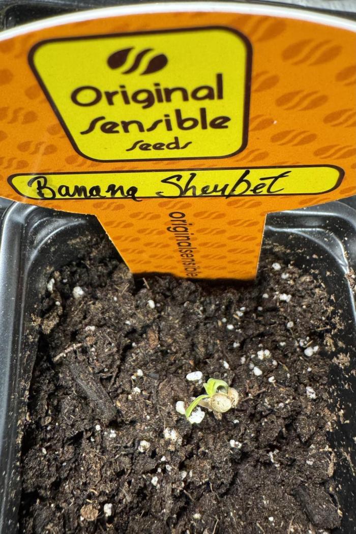 Banana Sherbet. Week 1