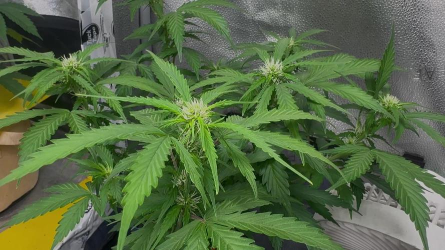 Strawberry Haze Auto