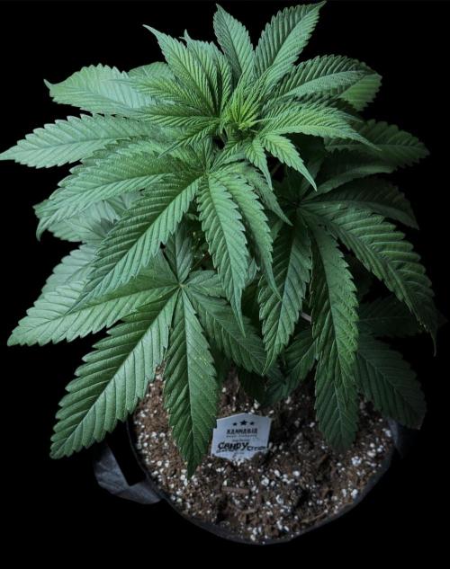 Candy Cream Go Fast. Week 5