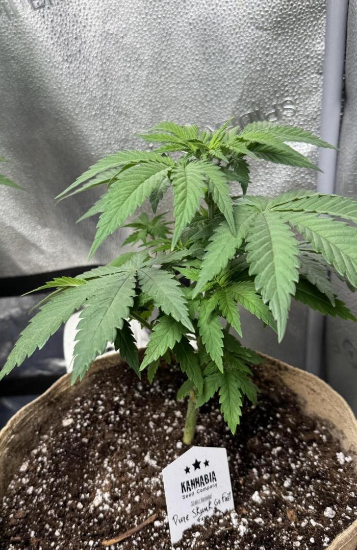 Pure skunk Go Fast. Week 5