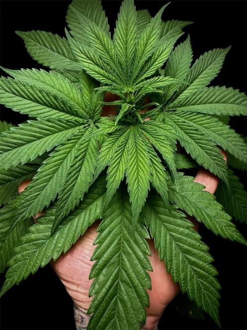 Candy Cream Go Fast. Week 5