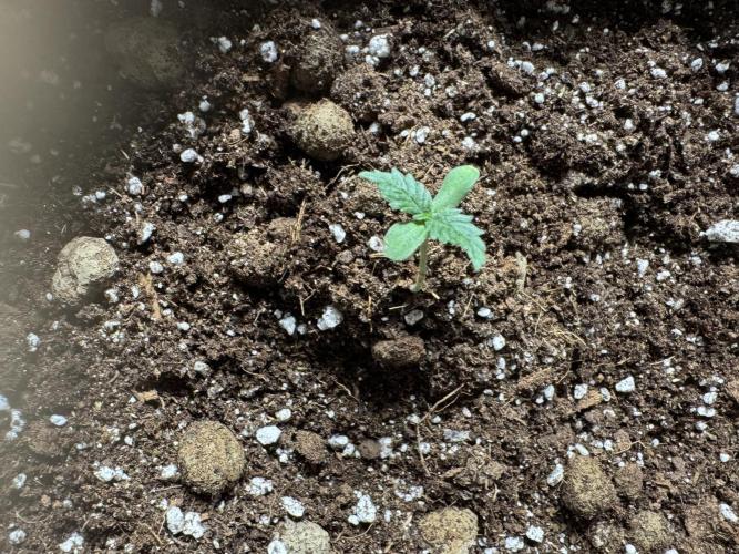 Baby Boom Auto. Week 2