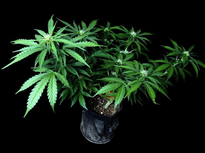 Strawberry Haze Auto. Week 7