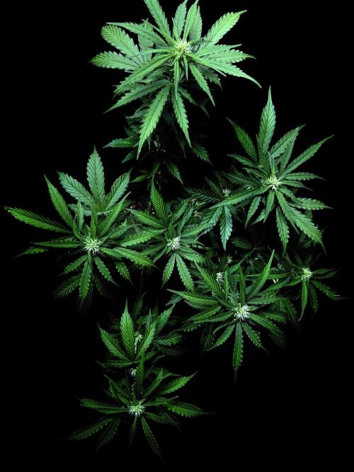 Strawberry Haze Auto. Week 7