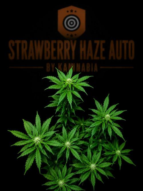 Strawberry Haze Auto. Week 7