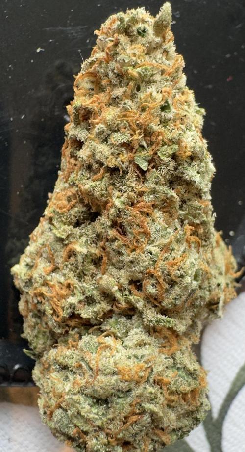 Sunset Sherbet Go Fast. Week 22