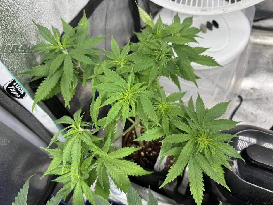 White Widow. Week 7