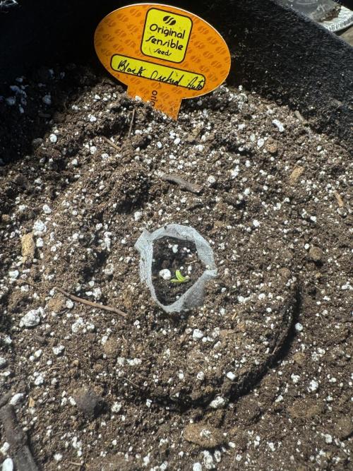 Black Orchid Auto. Week 0