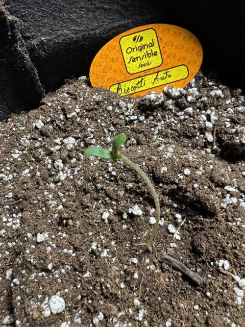 Biscotti Auto. Week 1