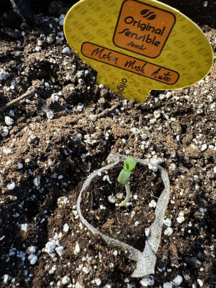Melon Mush Auto. Week 1