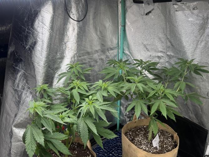 Sour Diesel . Week 7