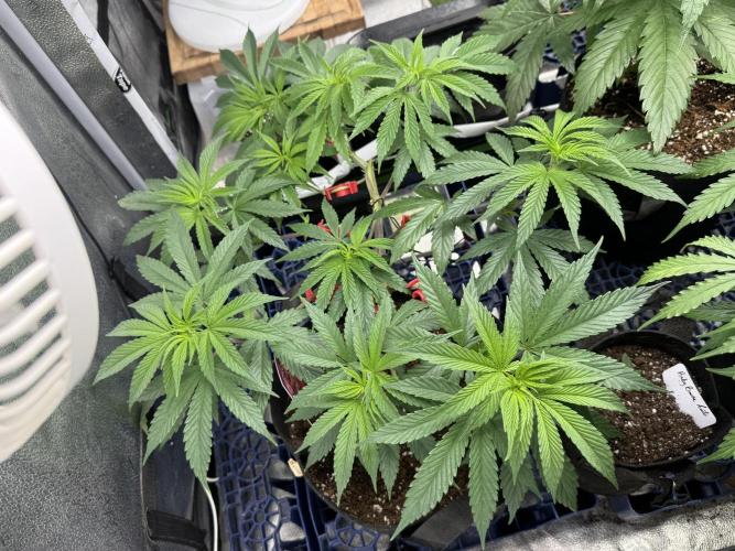 MacNcheese. Week 7