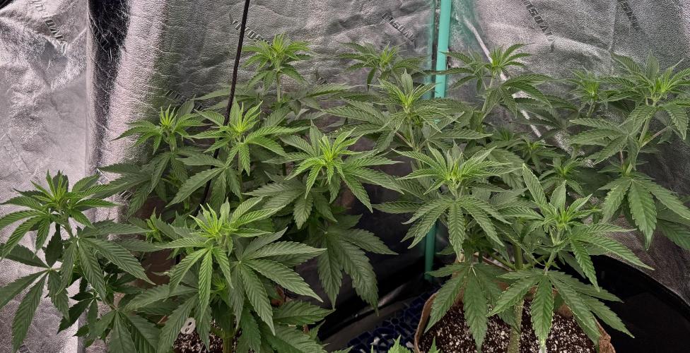 Sour Diesel. Week 8
