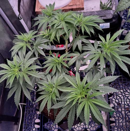 MacNcheese. Week 8