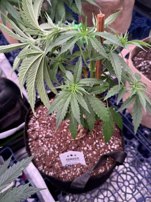 Candy Cream Go Fast. Week 5