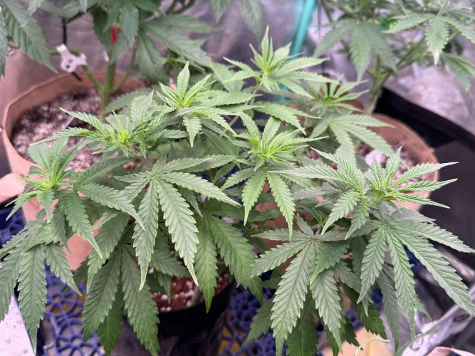 White Widow. Week 7