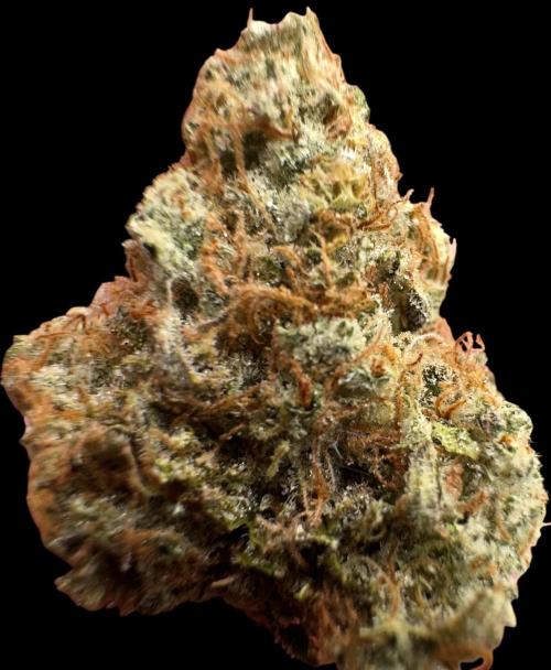 Sunset Sherbet Go Fast. Week 22
