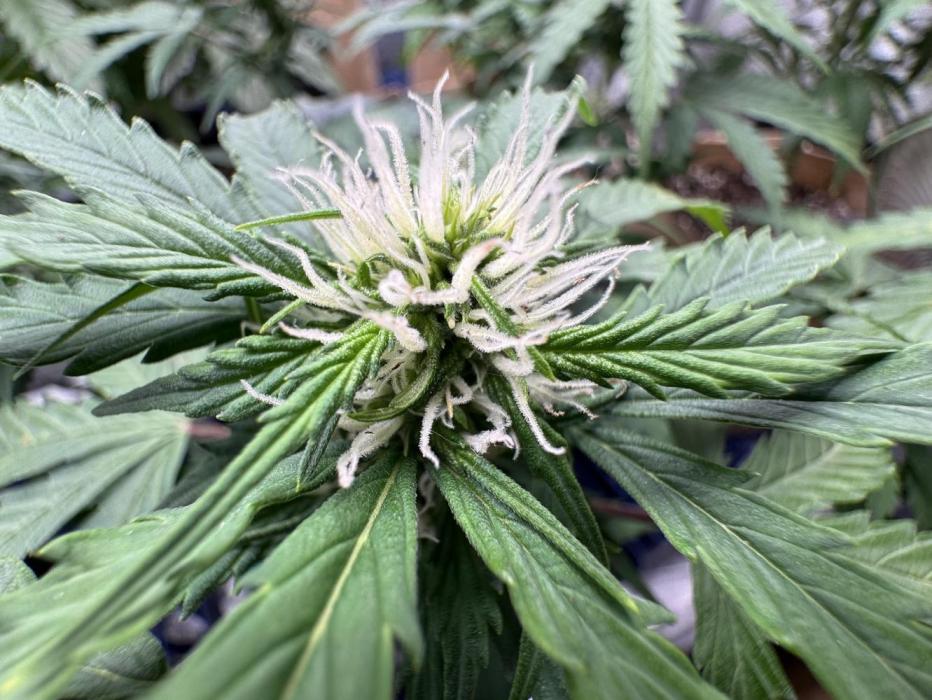 Strawberry Haze Auto. Week 8