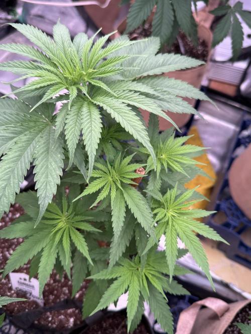 Candy Cream Go Fast. Week 6