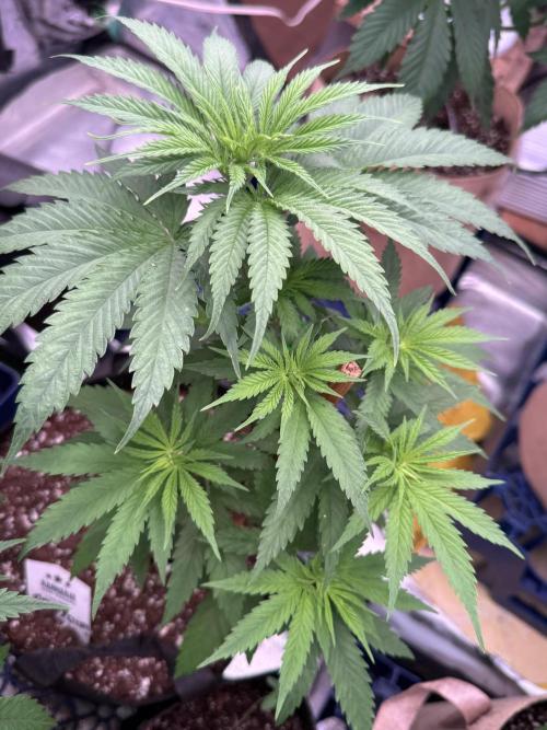 Candy Cream Go Fast. Week 6