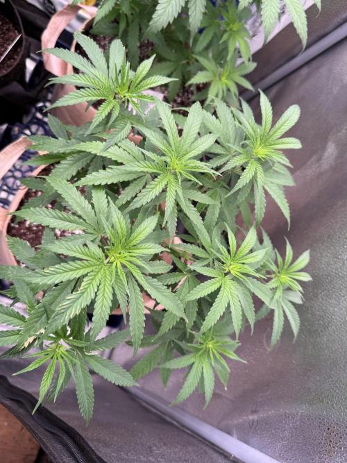 Eleven Rose. Week 8
