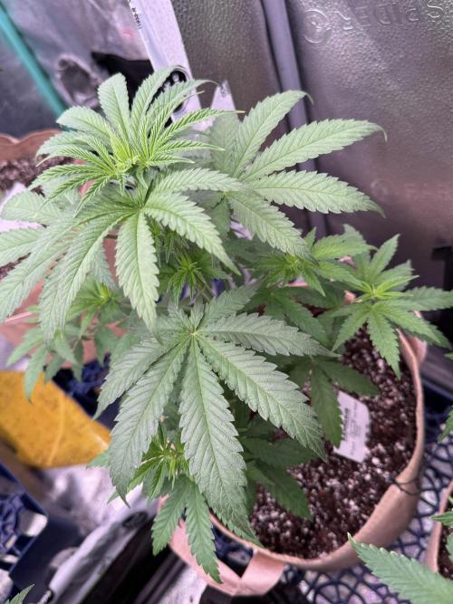 Pure skunk Go Fast. Week 6
