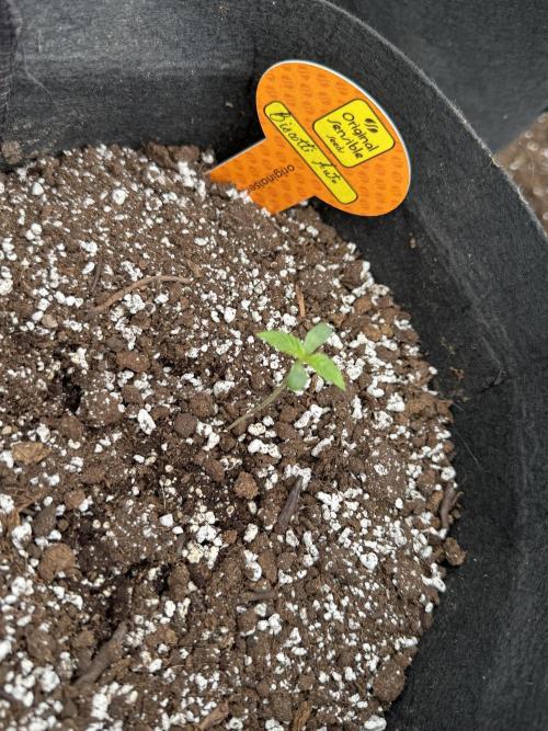 Biscotti Auto. Week 2