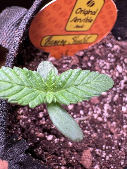 Banana Sherbet. Week 2