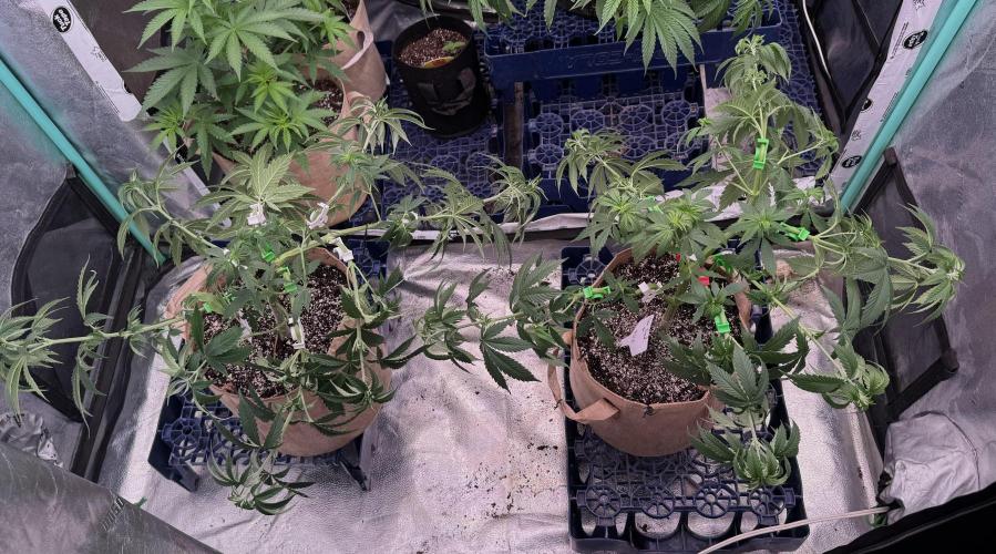 Sour Diesel. Week 8