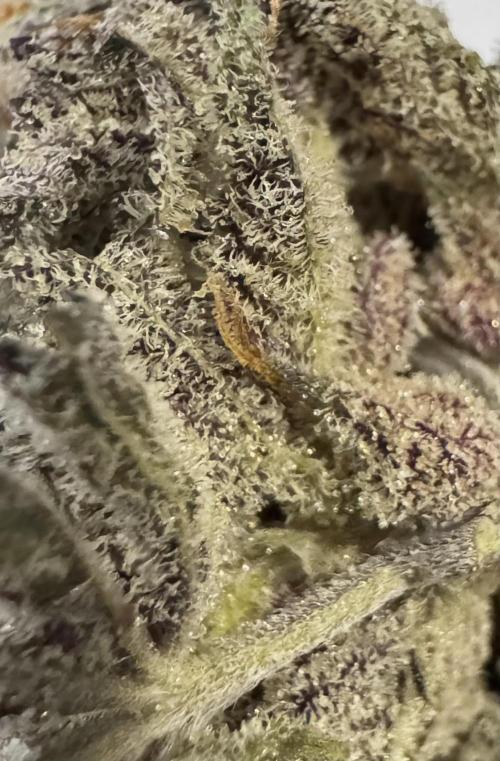 Delicious Cookies #3. Week 16