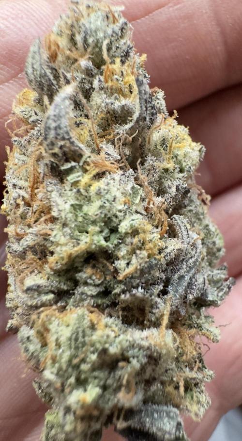 DeliciouS Cookies 11x. Week 14