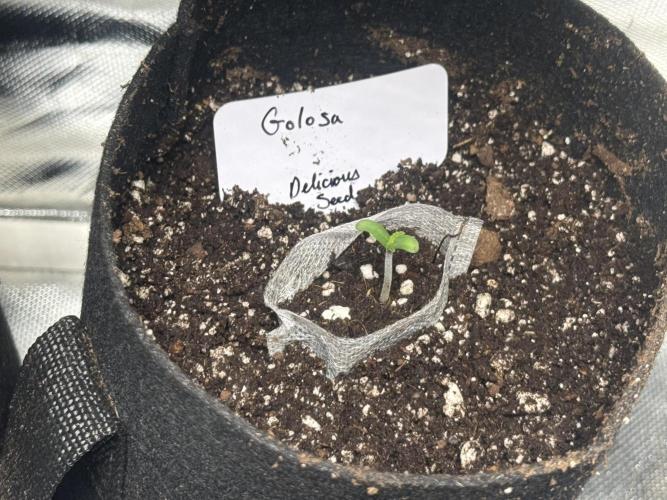 Golosa. Week 1