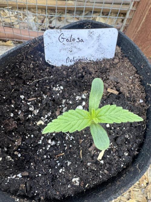 Golosa. Week 1