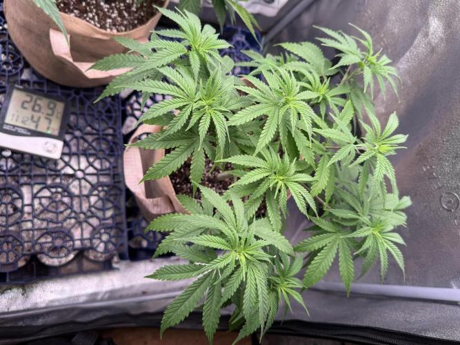 White Widow. Week 8