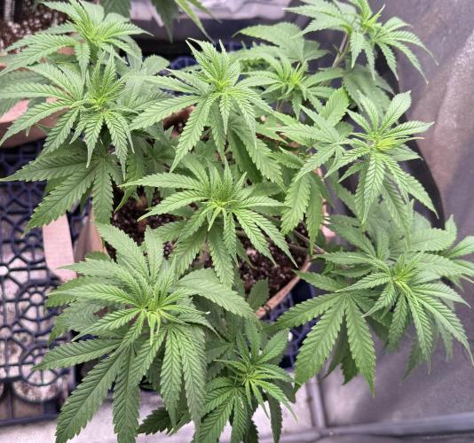 White Widow. Week 8