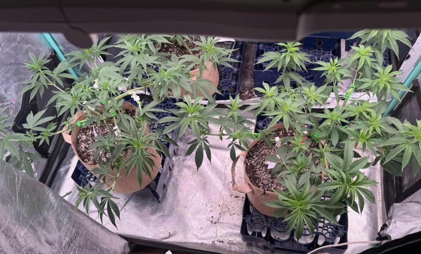 Sour Diesel. Week 8